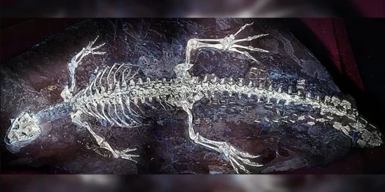 İspanya’da bulunan 125 milyon yıllık Montsecosuchus timsah fosili