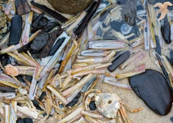 Yengeç ve karides kabuklarından elde edilen kitosan jel kullanılan çinko pili gösteren temsili görsel