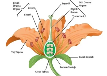 Arabidopsis thaliana bitkisinde RAB5-REAP1-ROP7 sinyal yolunu gösteren illüstrasyon