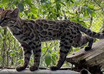 Bolivya’da tanımlanan yeni yabani kedi türü Leopardus tilcayo