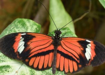 Heliconius kelebeğinin yaşam süresi ve fiziksel performansı üzerine araştırma