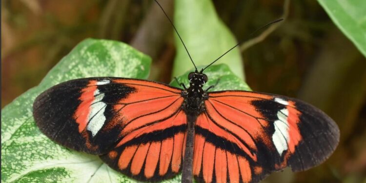 Heliconius kelebeğinin yaşam süresi ve fiziksel performansı üzerine araştırma
